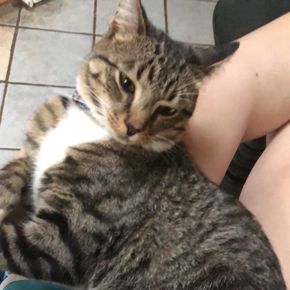 Meet your Posher, Tess - Picture 3 of 3